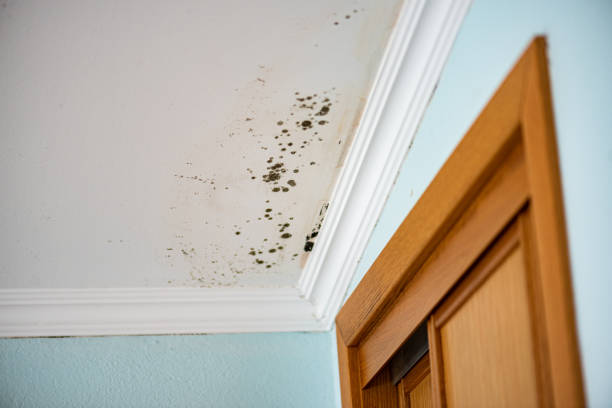 Best HVAC Mold Remediation in Tiger Point, FL