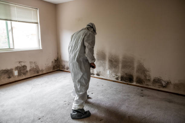 Best HVAC Mold Remediation in Tiger Point, FL